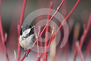 Coal tit (Parus ater) photo