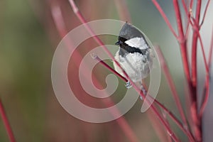 Coal tit (Parus ater)