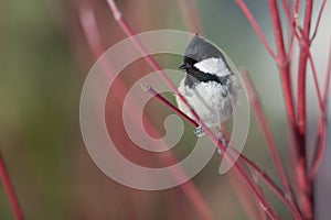 Coal tit (Parus ater) photo