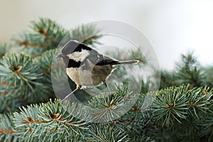 Coal Tit (Parus ater)