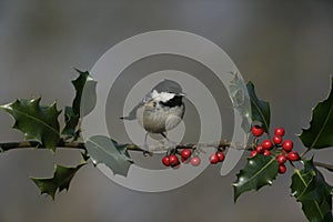 Coal tit, Parus ater