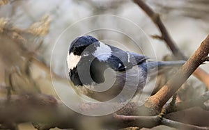 Coal Tit (Parus ater) closeup in springtime