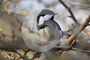 Coal Tit (Parus ater) closeup in springtime