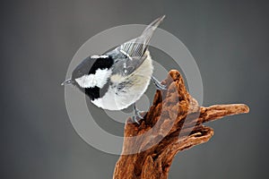 Coal Tit, Parus ater, cute blue and yellow songbird in winter scene, snow flake and nice snow flake and nice lichen branch, bird