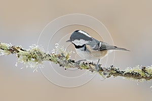 Coal Tit, Parus ater, cute blue and yellow songbird in winter scene, snow flake and nice snow flake and nice lichen branch, bird i