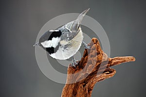 Coal Tit, Parus ater, cute blue and yellow songbird in winter scene, snow flake and nice snow flake and nice lichen branch, bird photo