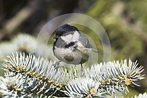 Coal tit (Parus ater) on a fir branch