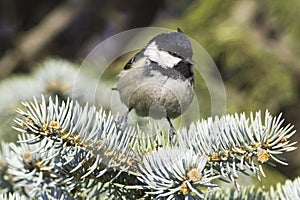 Coal tit (Parus ater) on a fir branch photo