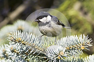 Coal tit (Parus ater) on a fir branch - close up