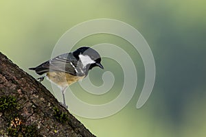 Coal Tit - Parus ater - perched on a branch