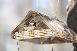 The coal tit or Parus ater sitting in the birdfeeder