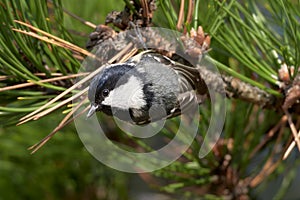 Coal Tit Parus ater sitting on a pine perch.