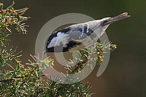 Coal Tit Parus ater sitting on a pine perch.
