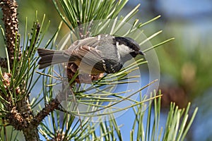 Coal Tit Parus ater sitting on a pine perch.