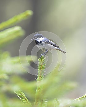 Coal Tit Parus ater sitting on a pine perch