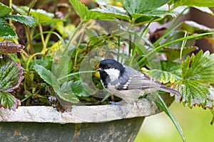 Coal tit, passerine bird in yellow grey with black white nape sp