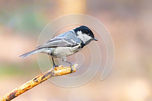 Coal tit perched on pine branch