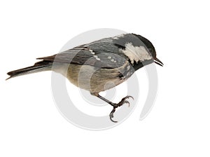 Coal Tit Perching - Isolated
