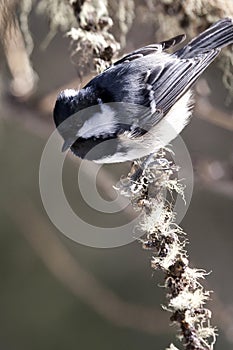 Coal Tit (Periparus ater)