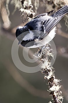 Coal Tit (Periparus ater) photo