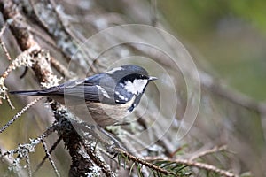 Coal Tit (Periparus ater) photo