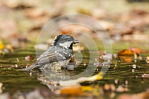 Coal Tit, Periparus ater