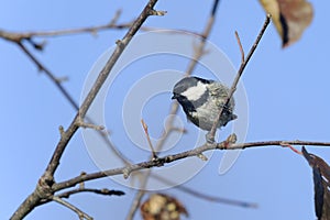 Coal tit, periparus ater