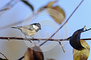 Coal tit, periparus ater