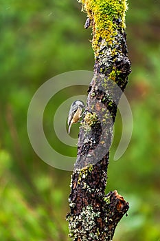 Coal tit Periparus ater