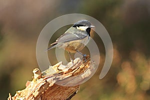 Coal Tit (Periparus ater)