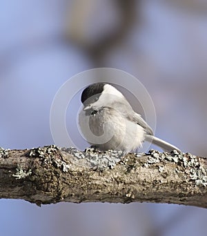 Coal Tit ( Periparus ater )