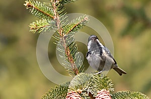 Coal tit, Periparus ater. A bird sings sitting on a spruce branch on a flat background