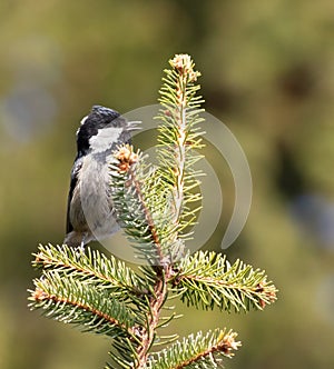 Coal tit, Periparus ater. A bird sings sitting on a spruce branch on a flat background