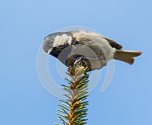 Coal tit, Periparus ater. A bird sits on a spruce branch against a blue sky