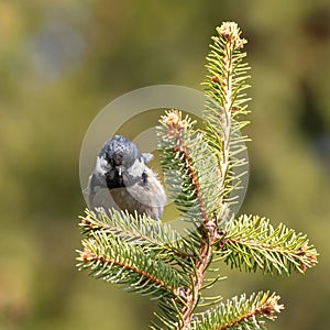 Coal tit, Periparus ater. A bird sits on a spruce branch on a blurred background