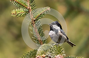 Coal tit, Periparus ater. A bird sits on a spruce branch on a blurred green background