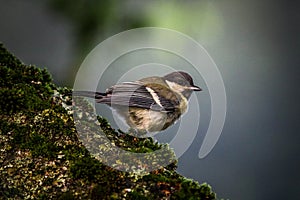 Coal tit Periparus ater bird sitting on a branch covered with moss