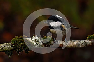 Coal tit, Periparus ater in close-up