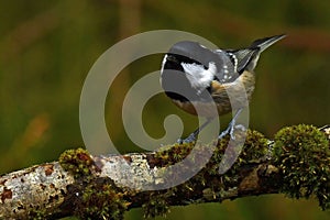 Coal tit, Periparus ater in close-up