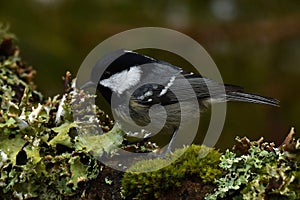 Coal tit, Periparus ater in close-up