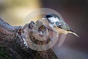 Coal tit Periparus ater