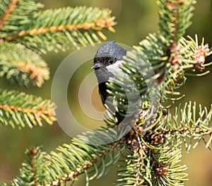 Coal tit, Periparus ater. A little bird lurks behind a spruce branch