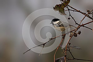 Coal Tit (Periparus ater) perched on a barren branch in misty fog