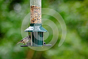 Coal tit, periparus ater, perched on a bird feeder