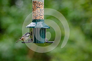 Coal tit, periparus ater, perched on a bird feeder