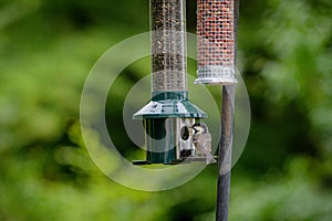 Coal tit, periparus ater, perched on a bird feeder