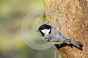 Coal Tit (Periparus ater)