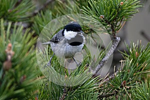 Coal tit or Periparus ater perched on a pine tree