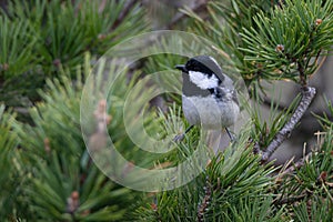 Coal tit or Periparus ater perched on a pine tree