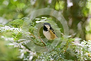 Coal tit, Periparus ater perched on a tree branch